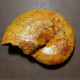 #EUPHYLLOCERAS PONTICULL Ammonite, Kreide (Ukrain - Fósiles