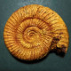 #PERISPHINCTES COWLEYENSIN Ammonite, Jura (Frankreich) - Fossili