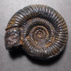 #KELLAWAYSITES BASSEAE Fossile Ammoniten Jura (Indien) - Fossiles