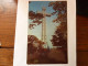 La Croix Du Mont Royal, Montréal - The Cross On Mount Royal - Carte Géante - Montreal