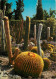 Fleurs - Plantes - Cactus - Cote D'Azur - Eze Village - Le Jardin Exotique - Coussin De Belle Mère - CPM - Voir Scans Re - Sukkulenten