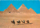 Egypte - Gizeh - Giza - Camel Caravan Near The Giza Pyramids - Caravanne De Chameaux Près Des Pyramides - Chamelier - Ch - Gizeh