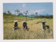 Indonesia Postal Service Topic Stamp, 1970s Western Jawa Rice Fields Harvesting Scene, Vintage Photo Postcard RPPc /596 - Indonesia