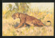 AK Löwin In Der Savanne  - Tigers
