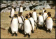 Stellingen-Hamburg Zoo Carl Hagenbeck Tierpark Königspinguine 1980 - Stellingen