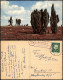 Ansichtskarte Stimmungsbild Lüneburger Heide 1960   Mit Landpoststempel - Lüneburger Heide