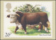 Großbritannien: 981 Rinderrasse Hereford Bull Auf AK Mit ET-O OXFORD 6.3.1984 - Boerderij