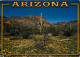 Fleurs - Plantes - Cactus - Etats-Unis - Arizona - Desert In Bloom - Spectacular Gold Poppies Often Carpet The Désert In - Sukkulenten