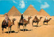 Egypte - Gizeh - Giza - Kheops, Khephren And Mykerinos Pyramids - Les Pyramides De Chèops, Chephren Et Mykerinos - Voir  - Gizeh