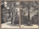 Delcampe - LOT 20 CPA ARBRES - NATURE - TB GROS PLAN ARBRE REMARQUABLE Nommés Dont Chêne - Árboles