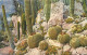 Fleurs - Plantes - Cactus - Principauté De Monaco - Le Jardin Exotique - Piiocéréus Et Céréus Echinocactus Grusonii - Co - Cactussen