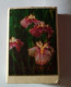 FLOWER,TABRIZ FACTORY-IRAN,matchbox - Scatole Di Fiammiferi