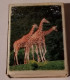 Animale,Girafa/Muflon,Romania,matchbox - Scatole Di Fiammiferi