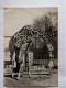 CP - Zoo Du Cirque Jean Richard Jean Pierre Richard Et La Girafe - Zirkus