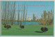 WESTERN AUSTRALIA WA Black Swans Lake Monger PERTH West Coast No.313 Postcard C1980s - Perth