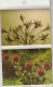 WESTERN AUSTRALIA WA PITT Souvenirs Folder WILDFLOWERS 11 Postcard Views C1980s - Altri & Non Classificati