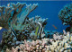 Tahiti - Poissons Exotiques De Tahiti - Taurillon à Deux Bandes - Heniochus Acuminatus - CPM - Carte Neuve - Voir Scans  - Tahiti