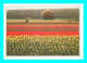 A948 / 613  Hollande Champs De Fleurs - Other & Unclassified