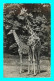 A948 / 913 GIRAFES Paris Parc Zoologique - Zoo ( E.M.A. Sommet De La Tour Eiffel ) - Girafes