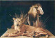 Animaux - Lions - Milano - Museo Civico Di Storia Naturale - CPM - Voir Scans Recto-Verso - Lions