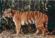 Animaux - Tigres - CPM - Voir Scans Recto-Verso - Tigri