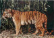 Animaux - Tigres - CPM - Voir Scans Recto-Verso - Tijgers