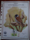 Delcampe - Lot De 21 Souvenirs Buzin. - 1985-.. Birds (Buzin)