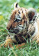 TIGER Tier Vintage Ansichtskarte Postkarte CPSM #PBS034.A - Tiger