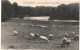 CPA Carte Postale Belgique Bruxelles Bois De La Cambre Vue Sur Le Lac Moutons  VM78898 - Forêts, Parcs, Jardins