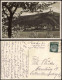 Braubach Marksburg, Rhein Partie, Frühlings-Blüten Am Baum 1934 - Braubach