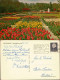 Postkaart Lisse KEUKENHOF LISSE-HOLLAND, Blumen & Pflanzen 1964 - Lisse