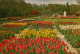 Postkaart Lisse KEUKENHOF LISSE-HOLLAND, Blumen & Pflanzen 1964 - Lisse