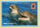 Animaux : Dauphins / 2 Dauphins / Mille Bisous !!! (voir Scan Recto/verso) - Dolfijnen