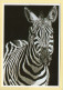 Animaux : Zèbre / Dessin De F.Picavet-Foucuart (voir Scan Recto/verso) - Zebra's