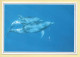 Animaux : Dauphins / 2 Dauphins / Pas De Deux (voir Scan Recto/verso) - Dolphins