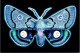 24-3-2024 (3 Y 55) Science Week - Butterfly - Mariposas