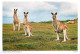 Postcard Australia Kangoroo Family In Nature - Otros & Sin Clasificación