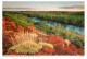 Postcard Australia Western Australia Eucalyptus Forest And Fortescue River - Andere & Zonder Classificatie