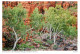 Postcard Australia Northern Territory Ghost Gums In Den MacDonell Ranges - Unclassified