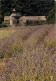 84 - Gordes - Abbaye De Sénanque - Art Cistercien XIIe Siècle - Champs De Lavande - Flamme Postale - CPM - Voir Scans Re - Gordes