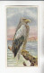 Actien Gesellschaft See - Vögel  Seeadler   Serie  56 #1 Von 1900 - Stollwerck