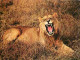 Animaux - Lions - CPM - Voir Scans Recto-Verso - Leeuwen