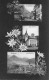 VITZNAU ► Mehrbild-Karte Anno 1908 - Vitznau