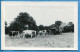 Photo Carte Glacée Post Card Sans Légende * Agriculture Travaux Agricoles Fermier Avec Ses Vaches Au Pré - Crías