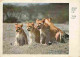 Animaux - Lions - Jeunes Lions - CPM - Voir Scans Recto-Verso - Leones