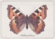 SCHMETTERLINGE Tier Vintage Ansichtskarte Postkarte CPSM #PBS419.A - Butterflies