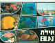 Animaux - Poissons - Israel - Eilat - Multivues - CPM - Voir Scans Recto-Verso - Pesci E Crostacei