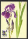 Delcampe - GARTENBLUMEN  GARDEN  FLOWERS  JARDIN DES FLEURS SWEDEN   SCHWEDEN SUEDE 1997 MI 1996 - 2000 MAXI CARDS Iris Lilja Pense - Autres & Non Classés