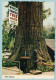 World Famous Tree House - Believe It Or Not - Piercy - Andere & Zonder Classificatie