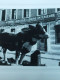 2 Photos Vache En Vitrine Devant Le Syndicat Agricole De La SEINE INFERIEUR - Haute-Normandie